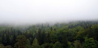 Jak ładnie zasłonić balkon?
