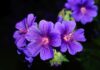 Co lubią pelargonie? Co lubią pelargonie?