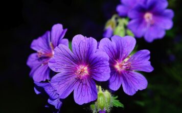 Co posadzić między pelargoniami? Co posadzić między pelargoniami?