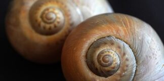 Jak pozbyć się ślimaków z ogrodu domowym sposobem? Jak pozbyć się ślimaków z ogrodu domowym sposobem?