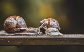 Jak podłączyć czujniki parkowania do radia Android? Jak podłączyć czujniki parkowania do radia Android?